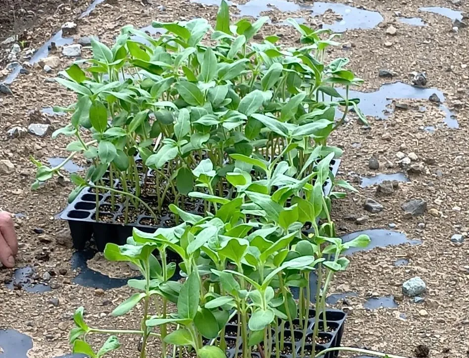 清水　「ひまわりの苗植え体験」