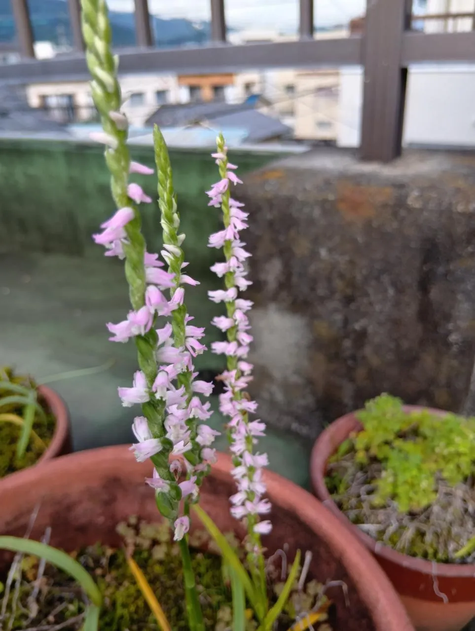 静岡　ネジバナ