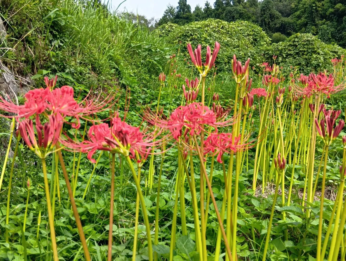 富士宮　お彼岸
