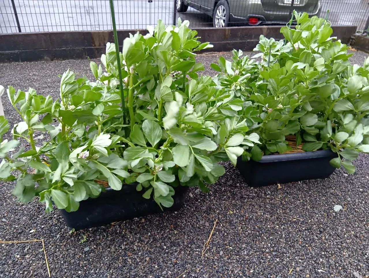 デイふじ　春といえば・・・