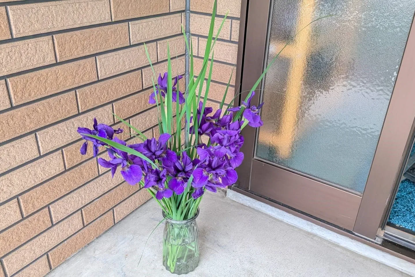 沼津　アキタアヤメ